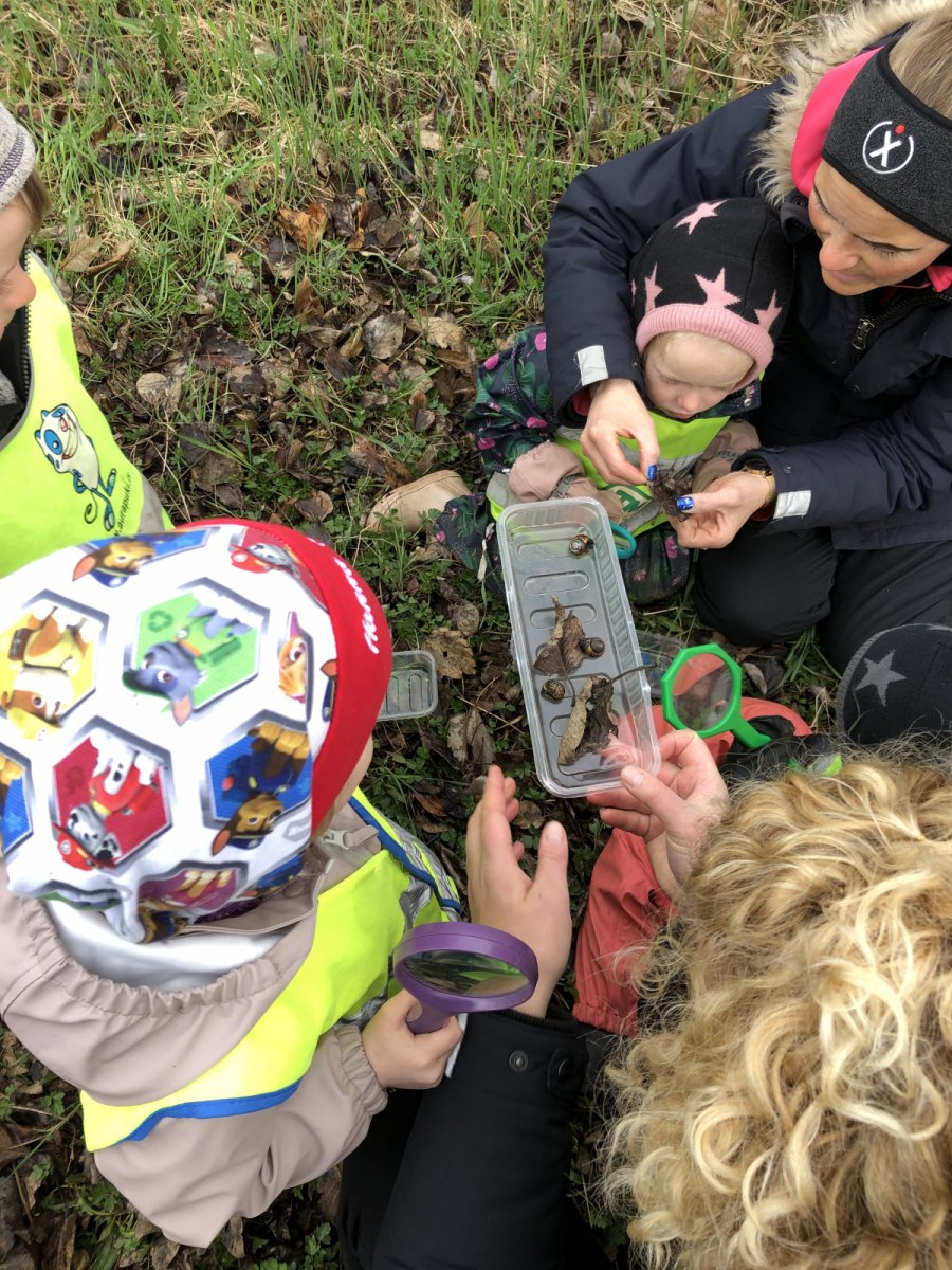 Sniglaskoðun Holtara í skógræktinni