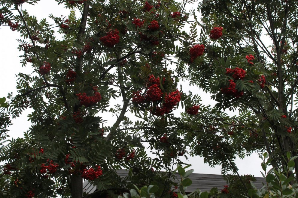 Ljósmyndasýningin Það sem auga mitt sér