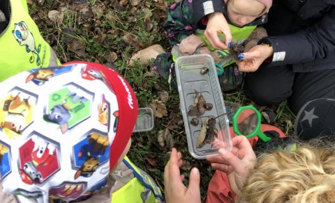 Sniglaskoðun Holtara í skógræktinni