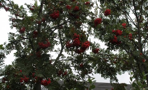 Ljósmyndasýningin Það sem auga mitt sér